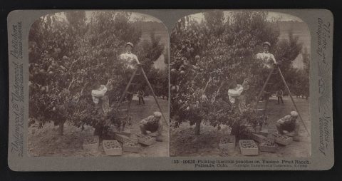 Picking luscious peaches on Yankee Fruit Ranch