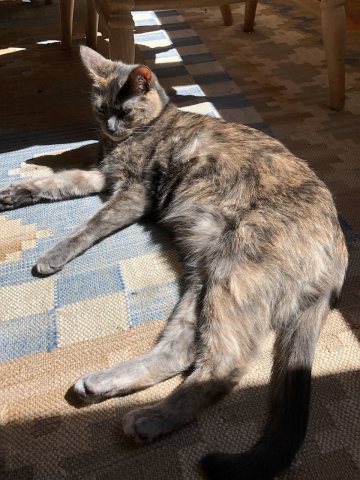 Dilute tortoiseshell cat