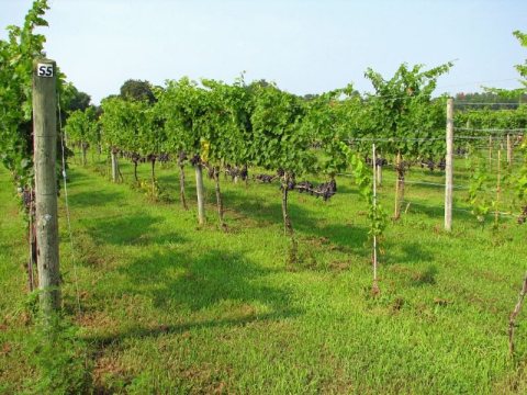 VinesinBloxom