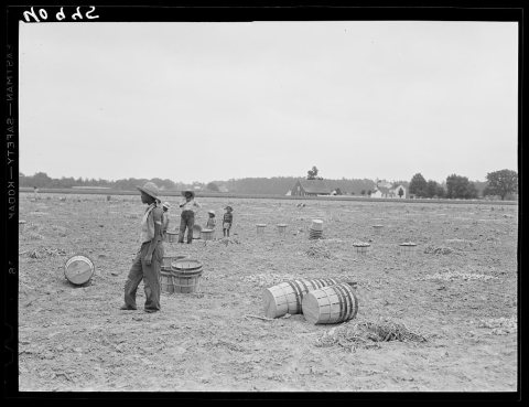 Migratory workers in an onion field near Accomac, Virginia