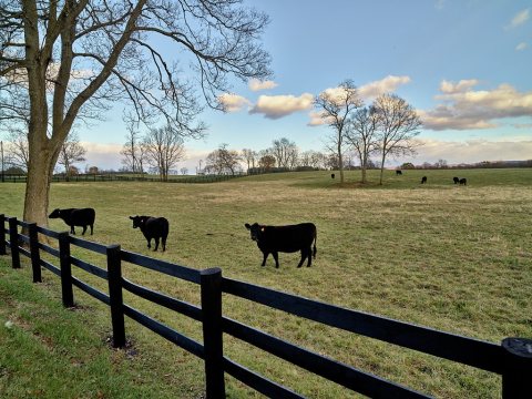 Pastoral scene on a cattle spread below low-hanging clouds near Boyce, Virginia