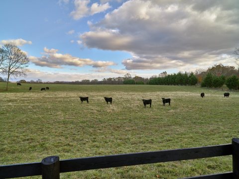 Pastoral scene on a cattle spread below low-hanging clouds near Boyce, Virginia