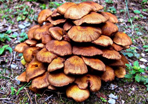 Mushrooms in
