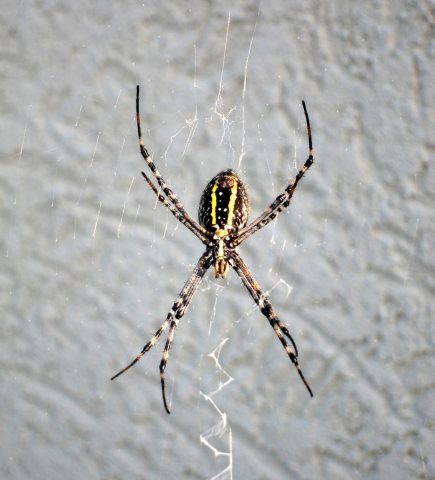Argiope aurantia