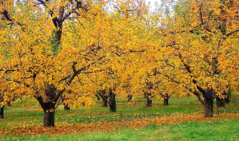 Golden Apples