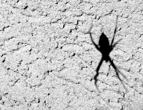 Argiope aurantia shadow