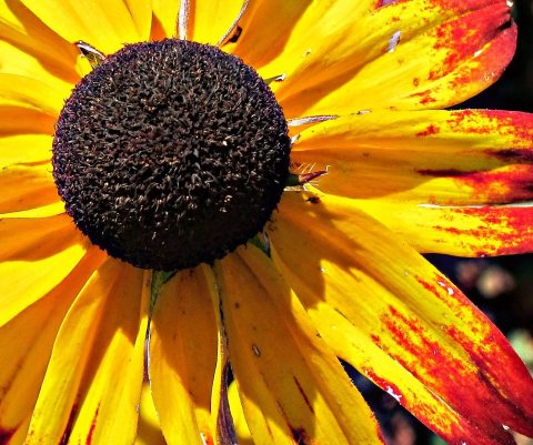 Black Eyed Susan
