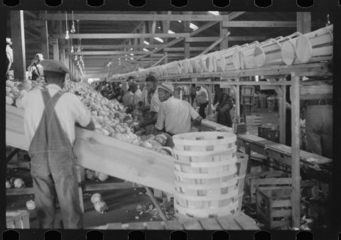 Migratory agricultural workers grading cabbages at the Webster Canning Company