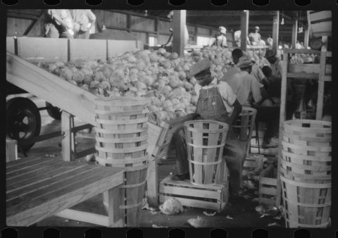 Migratory agricultural workers grading cabbages at the Webster Canning Company
