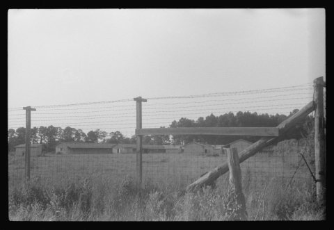 Barbed wire-surrounded barracks for Florida Negro migrants working at Webster Canning Company