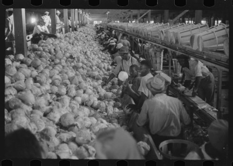 Migratory agricultural workers grading cabbages at the Webster Canning Company