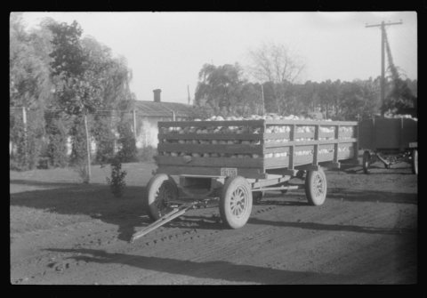 Cabbages in Webster Canning Company