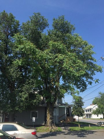 2016-06-26 15 53 59 Large Tree-of-Heaven along Virginia State Route 42 and Virginia State Route 257 (Main Street) at Gr…