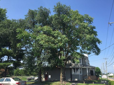 2016-06-26 15 53 34 Large Tree-of-Heaven along Virginia State Route 42 and Virginia State Route 257 (Main Street) at Gr…