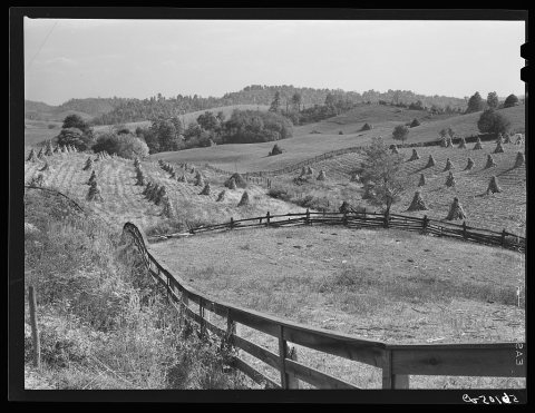 Cornshocks and fences on farm near Marion, Virginia