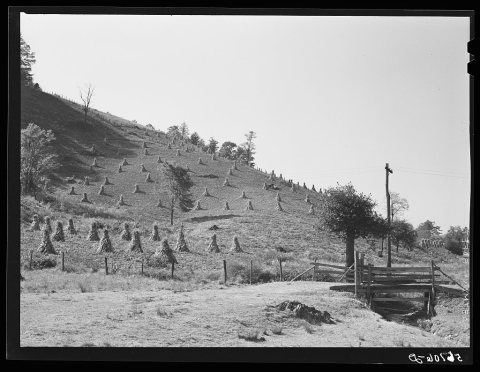 Untitled photo, possibly related to: Cornshocks and fences on farm near Marion, Virginia