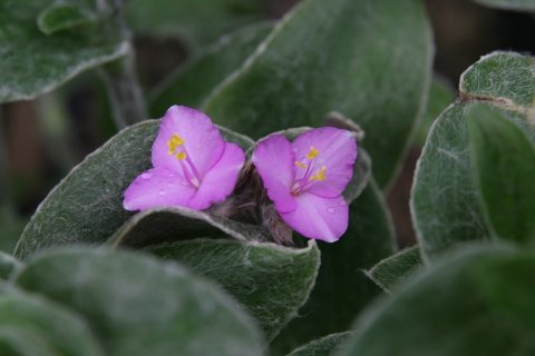 Cyanotis somaliensis 5zz