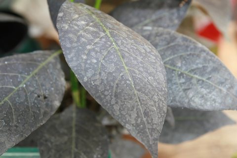 Eranthemum nigrum Ebony 1zz