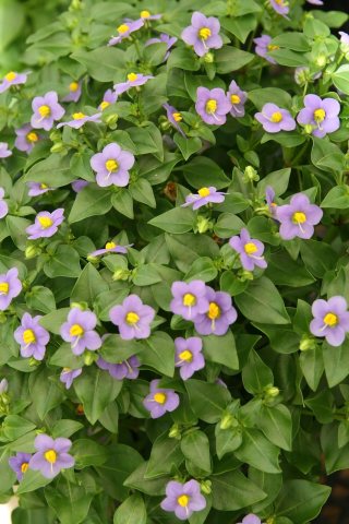 Exacum affine 5zz