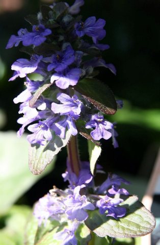 Ajuga Catlins Giant 0zz