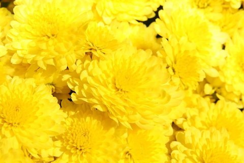 Chrysanthemum Cesaro 2zz