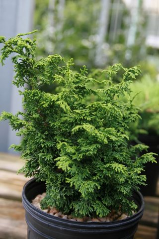 Chamaecyparis obtusa Lougheed 1zz