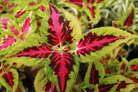 Coleus Color Pride 3zz