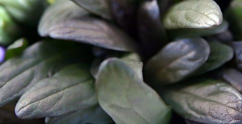 Ajuga x Chocolate Chip 0zz