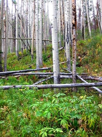 Stand of aspen along the trail to Lily Pad Lake, NW of the town of Frisco, Summit Co., CO