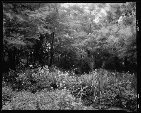 Gibbs Hill Garden