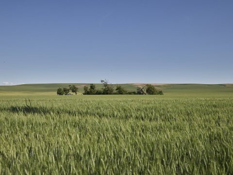 A sweeping field of grain near Starbuck, Washington