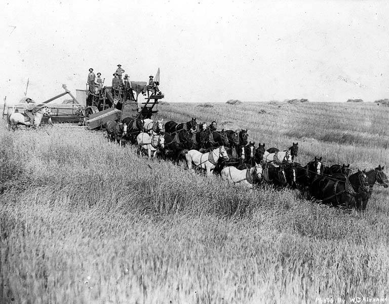 Farm workers with horse-drawn combine harvesting wheat, Almira, Washington, August 1911