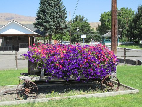 Flowers in Naches, WA