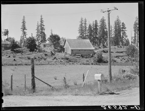 Stump farm. Typical of cut-over area of Western Washington. Lewis County, near Vader