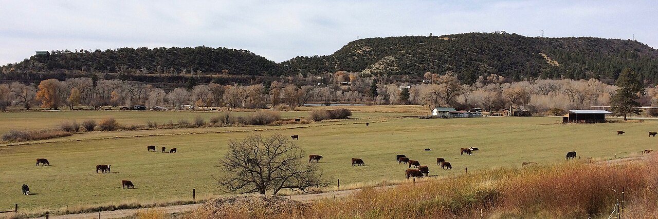 Cattle grazing in