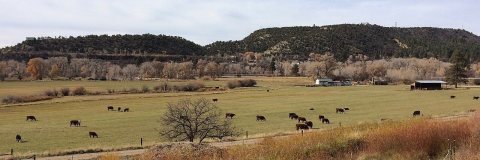 Cattle grazing in