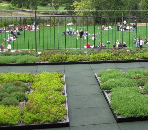 St. Thomas School green roof 01