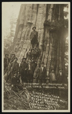 Giant cedar tree near Cosmopolis, Wash. 51 foot around, 17 foot through ( 300 foot high estimated)