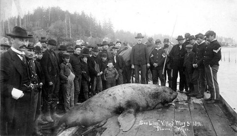 Crowd gathered to view dead sea lion, Ilwaco, Washington, May 5, 1896