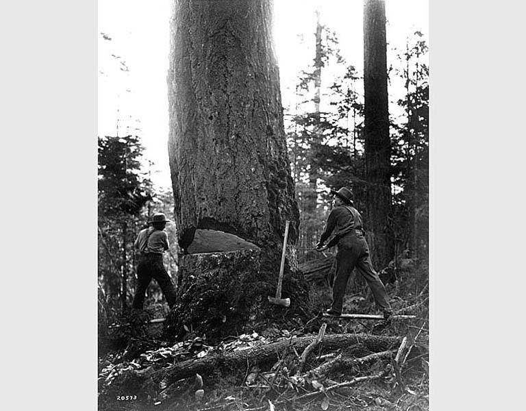 Felling with a crosscut saw after making initial cut with felling axe, probably in Cherry Valley near Duvall