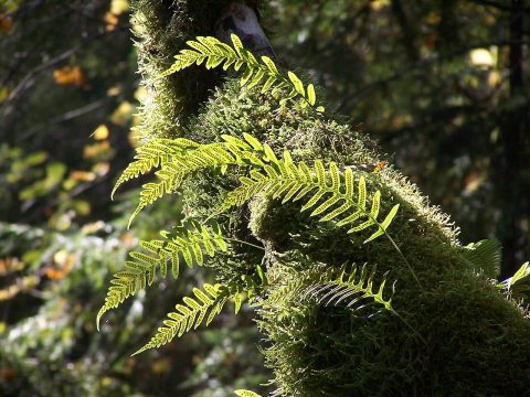 Lighted Ferns
