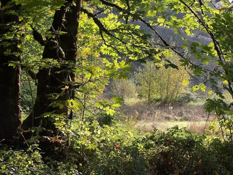 Edge of the Woods - panoramio - ingawh