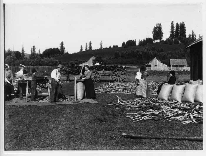 Sacking cascara sagrada bark, ca. 1900