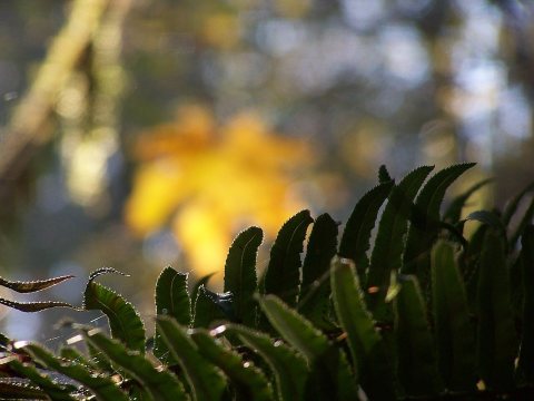 Backlit Fern