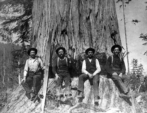 Loggers with felling axes and crosscut saw sitting in undercut of large redcedar, Sultan, Washington, n.d