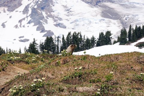 Hoary Marmot and Western Anemones
