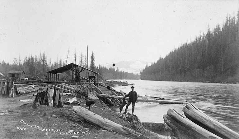 Shed,logs and unidentified man with dogs along the Skagit River at Sedro Woolley, ca. 1894