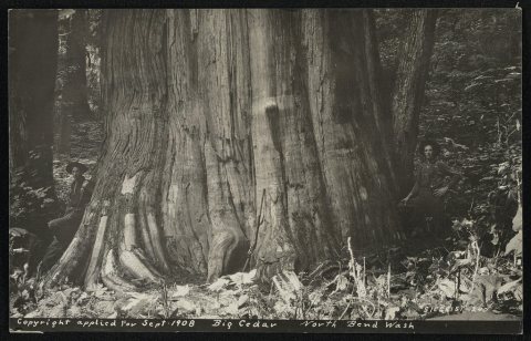 Big cedar