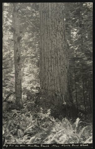 Big fir on Wm. Mullen Ranch near North Bend, Wash