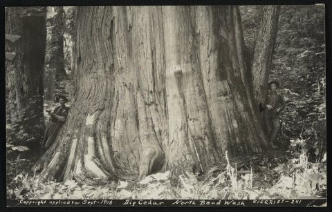 Big cedar
